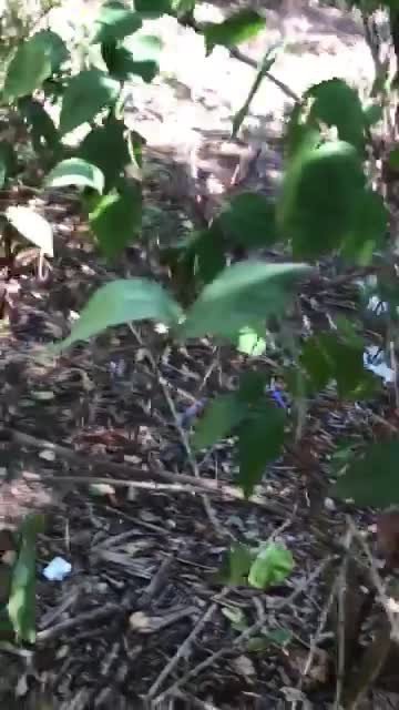 Shared Video by Confiado56 with the username @Confiado56, who is a verified user,  April 22, 2024 at 12:50 PM. The post is about the topic Frotting Feels AMAZING and the text says 'Meeting up with your buddy for an outdoor frot'