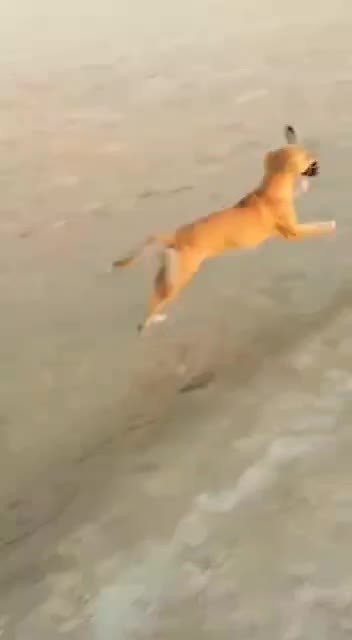 Shared Video by Beach Nudist with the username @Letsplaynudistfriend, who is a verified user,  March 30, 2024 at 4:29 PM. The post is about the topic Beach and Nudist Girls and the text says 'Good dog 😁 Well trained 😍🤣'