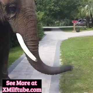 Naughty Elephant Knows What's Up