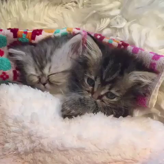 luvtoplaydirty:

blueeyedkitten70:

krissy-dreaming:

babyanimalgifs:

CUDDLE BUDDIES

Kitten loving