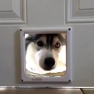 babyanimalgifs:
“Anyone home?”