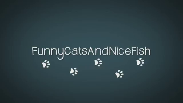videohall:

Kittens learn physics